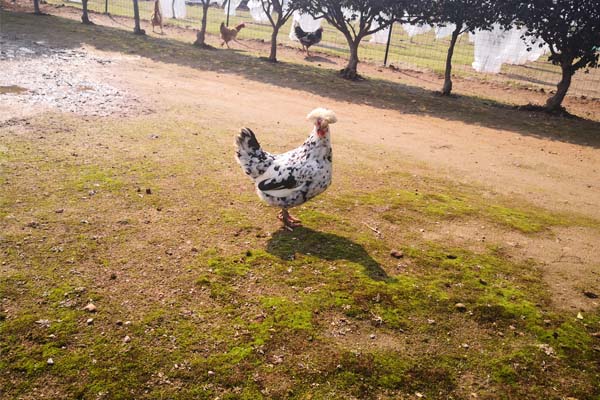 立体笼养肉雏鸡饲养管理技术要点