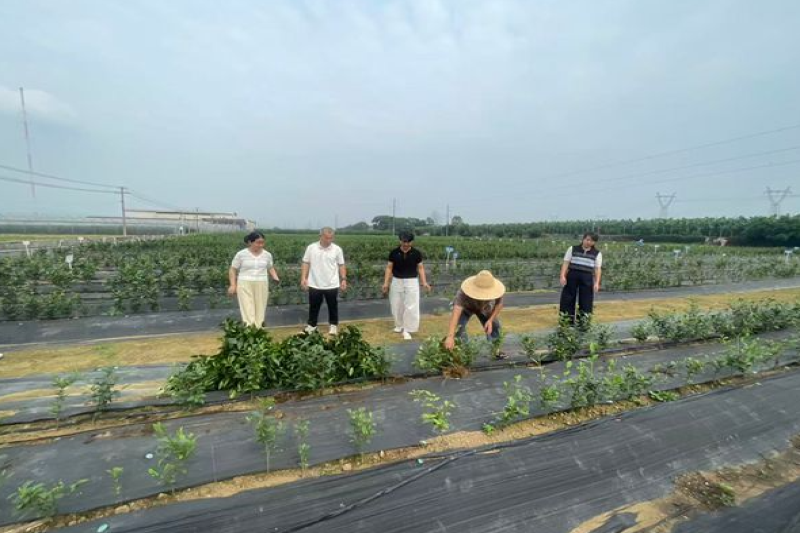 贺州分院助推校地合作：19份茶树资源引种至贺州学院茶学系