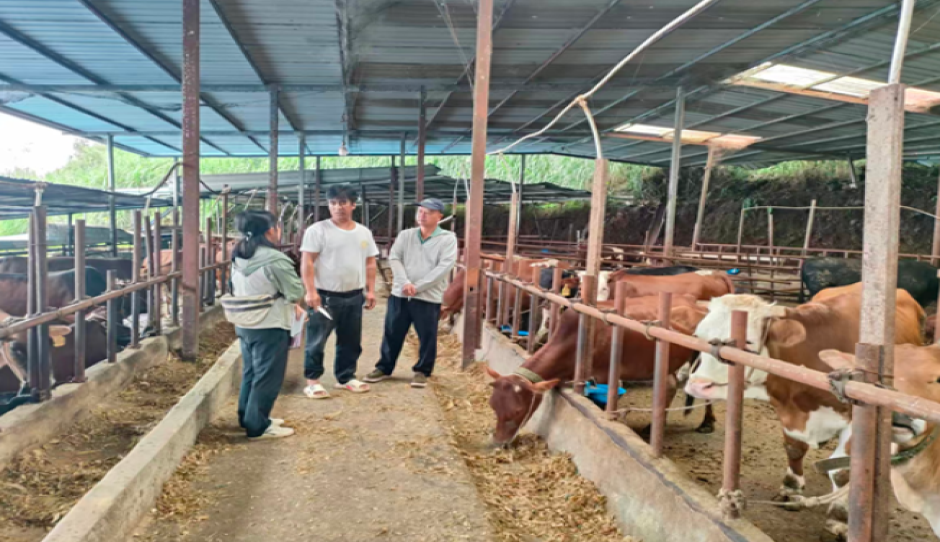 肉牛产业科技特派团赴普洱市西盟县开展产业帮扶