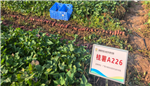 广西农科院玉米所科技人员参加第四届中国甘薯大会