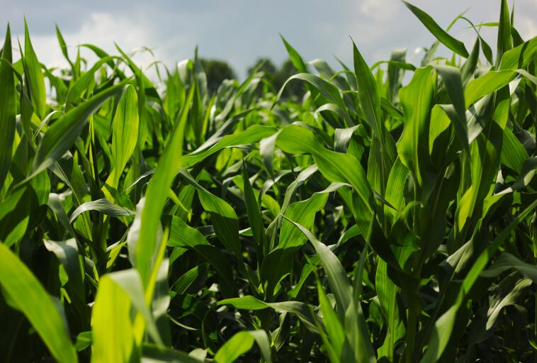 酒泉市肃州区组织参加全省制种玉米去雄机和收获机研发制造推广应用一体化试点研讨交流活动