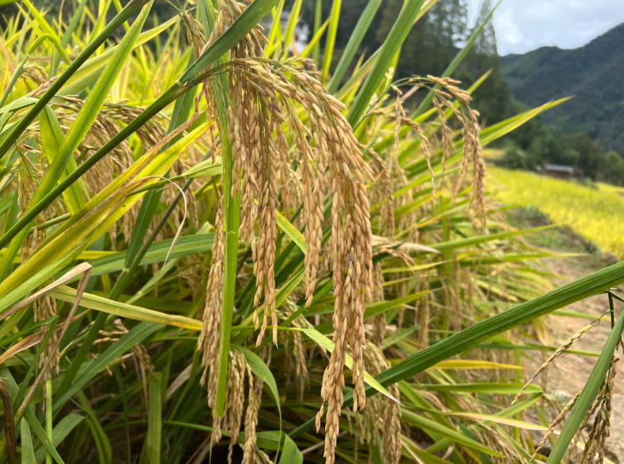 2024年全国农业及相关产业增加值占GDP比重为15.29%