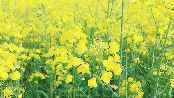 农业农村部部署冬油菜病虫害防控及大面积单产提升工作